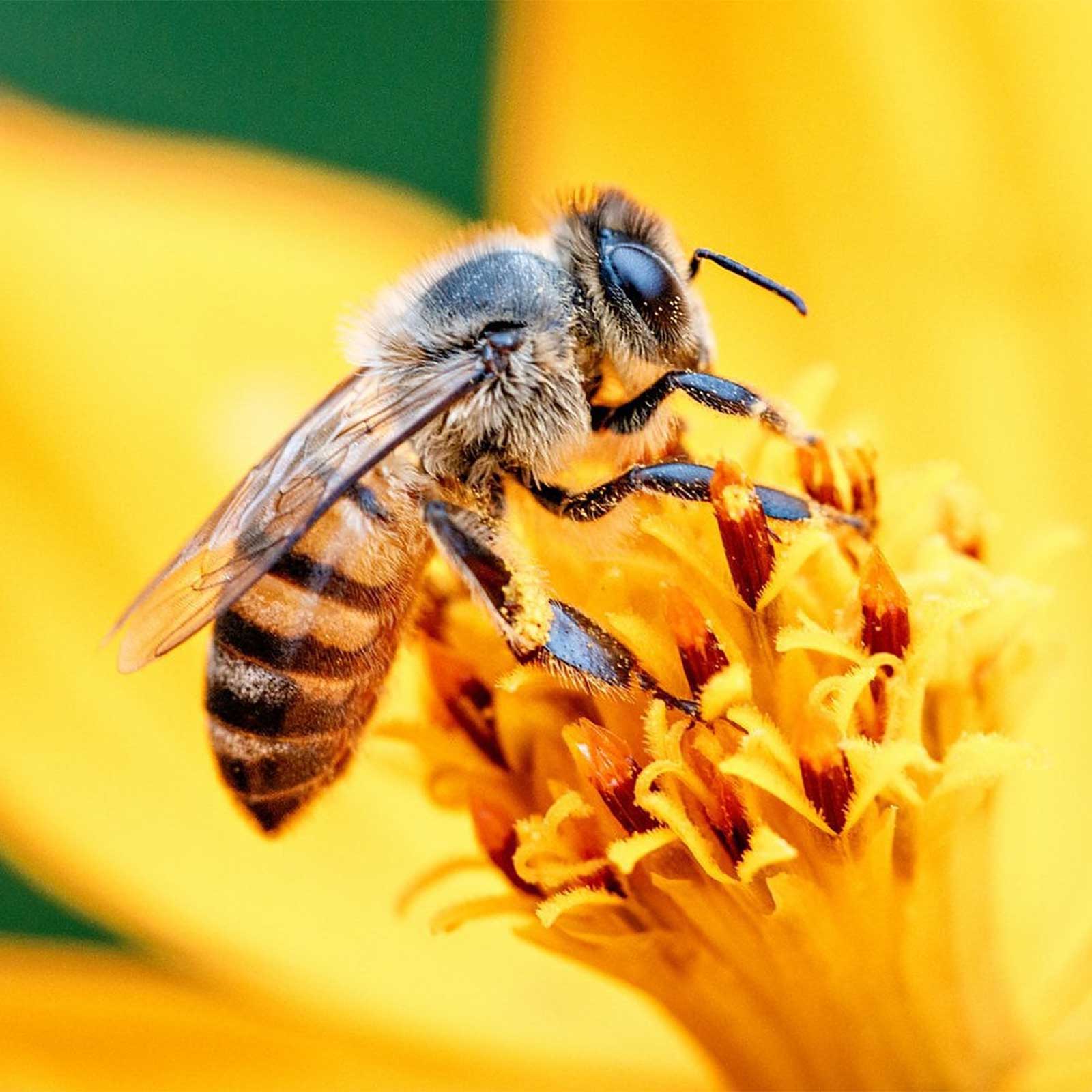 Shopper Bee